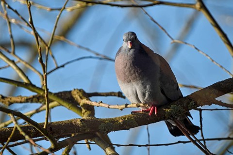 Stock Dove