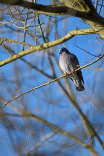 Stock Dove