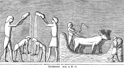 Threshing Harrow