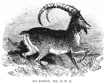 The Ibex