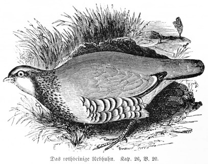 The Red-legged Partridge