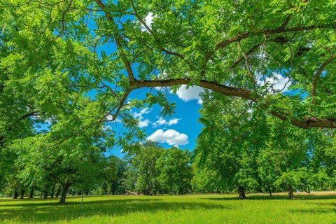 Rosenstein Park