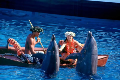 Hawaiian show at Sealife Park with dolphins