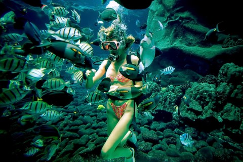 Fish feeding by diver at Sealife Park