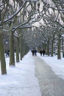 Strolling in winter with snow in plane trees avenue on the pavement
