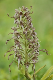 Lizard orchid