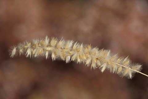 Spike of hairy melic