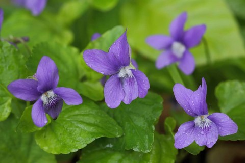 Four flowers of the wood violet