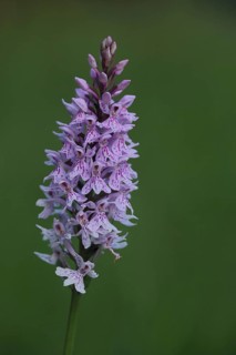 Fox common spotted orchid
