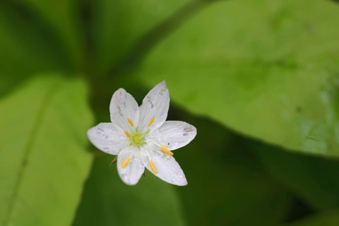 Chickweed wintergreen