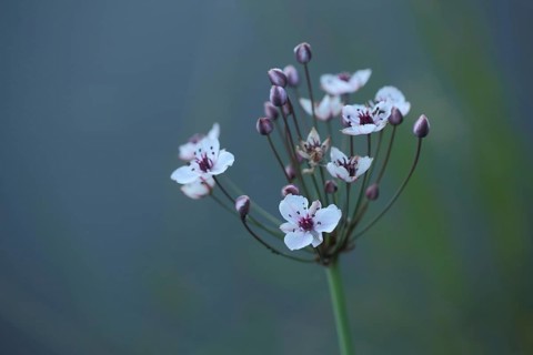 Flowering rush