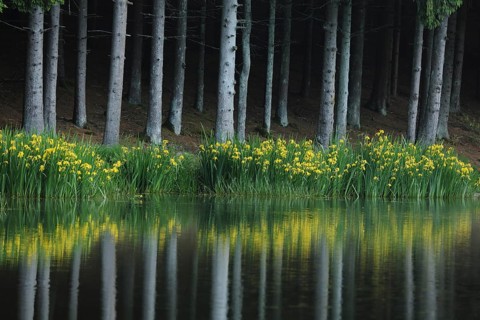 Shore of Rothsee with marsh iris