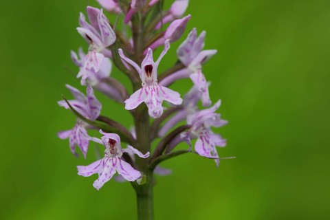 Western marsh orchid