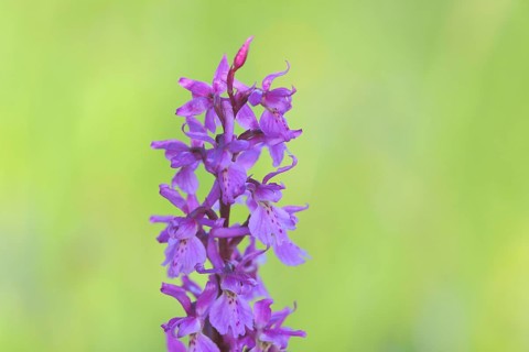 Greater early purple orchid
