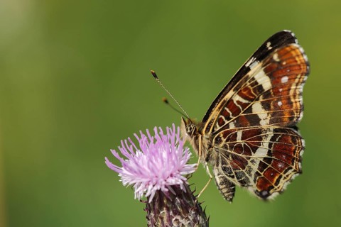 Map butterfly