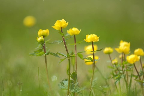 Group European globeflower