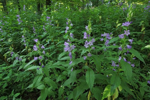 Wide-leaved bellflower