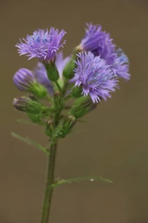 Alpine sow-thistle