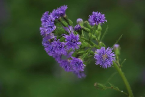 Alpine sow-thistle