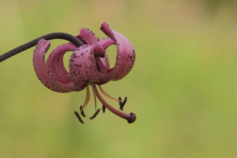 Flower of Turk's-cap lily