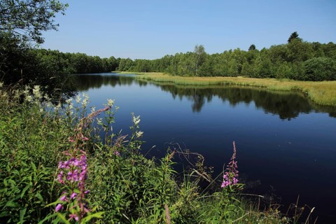 Landscape with bog lake