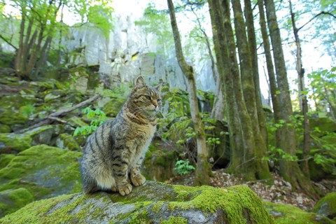 Felidae