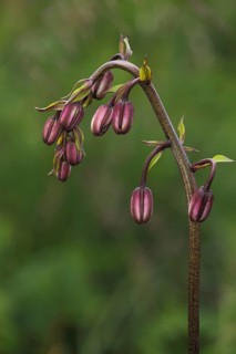 Buds of the Turk's-cap lily