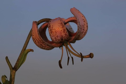Flower of Turk's-cap lily