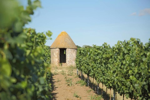 Trullo in the vineyards