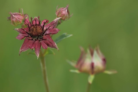 Purple marshlock