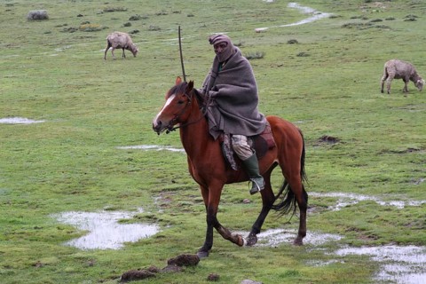 Local horseman and herdsman