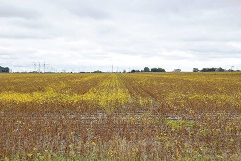 Agriculture