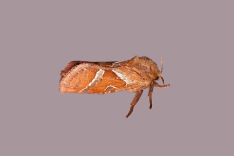 Orange swift
