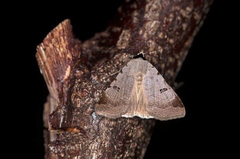 Bordered straw