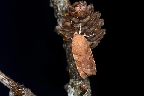 Broad-bordered yellow underwing