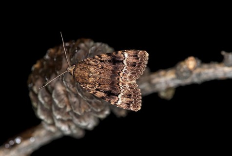 Copper underwing