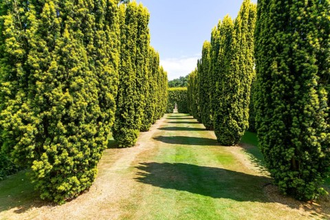 Green Court