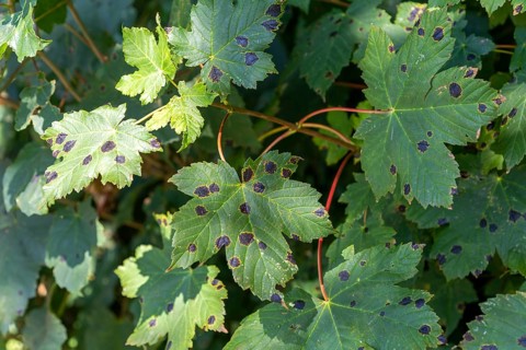 Tarspot or tar spot