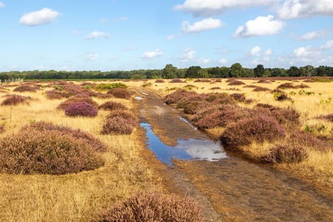Track crossing heather and grass of heathland