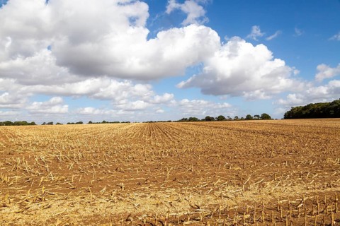 Stubble stalks in field after harvest of maize sweetcorn crop