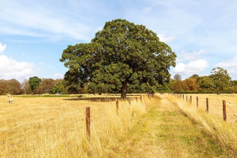 Field path Sycamore