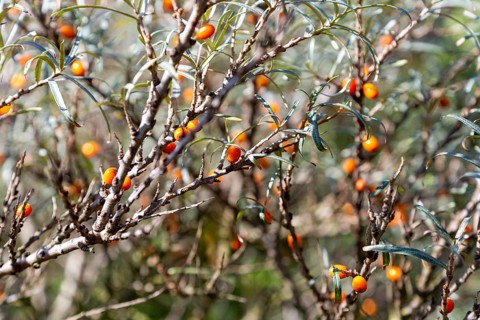 Orange berries of sea buckthorn