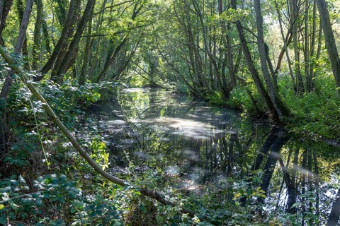 Still pond water shaded by trees