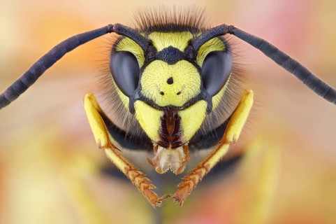 Portrait of a German vespula germanica