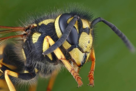 Head and thorax of a German vespula germanica