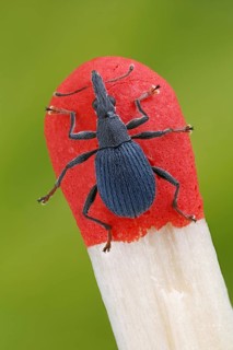 Small weevil