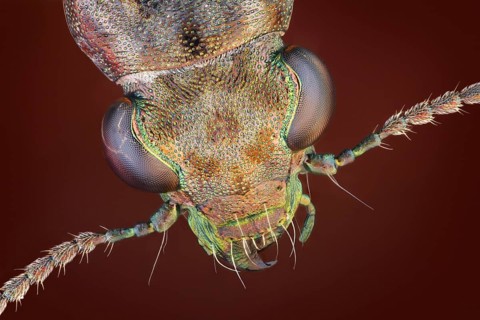 Dorsal view of a Rasch beetle