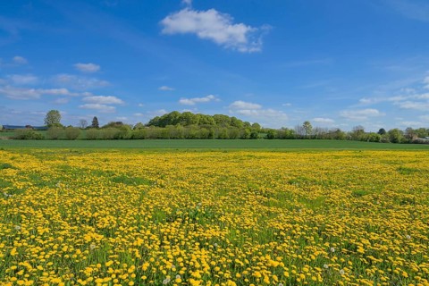 Meadow near Ratzeburg