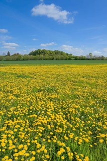 Meadow near Ratzeburg