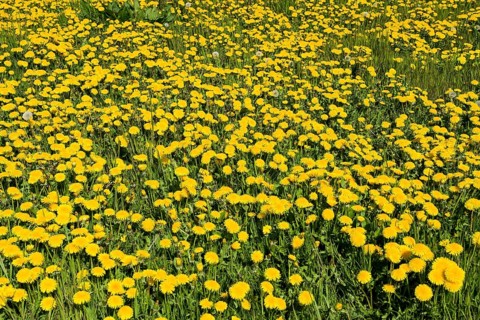 Meadow near Ratzeburg